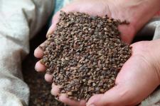 廣西全州發放耐旱作物種子應對旱情，助力農作物種子經營穩產增效