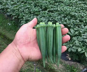 優(yōu)質(zhì)蔬菜種子種苗批發(fā)指南 聚焦山東萊陽(yáng)一品蔬菜開(kāi)發(fā)中心